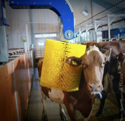 Bristle Cattle Scratch Brush Cylindrical Type For Ranch