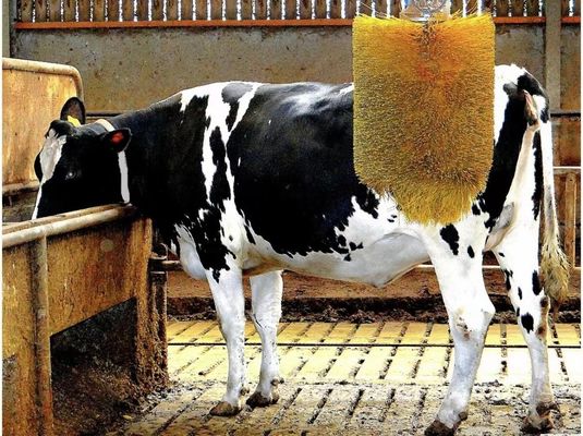 Bristle Cattle Scratch Brush Cylindrical Type For Ranch